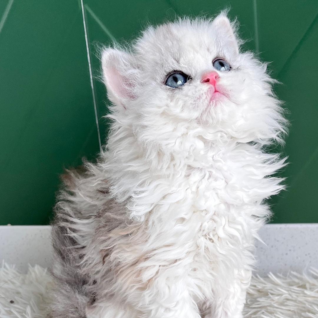 塞尔凯克卷毛猫舍