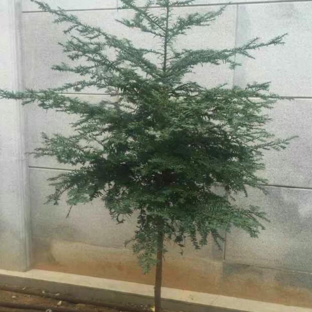 AAAA钞票批发王哥