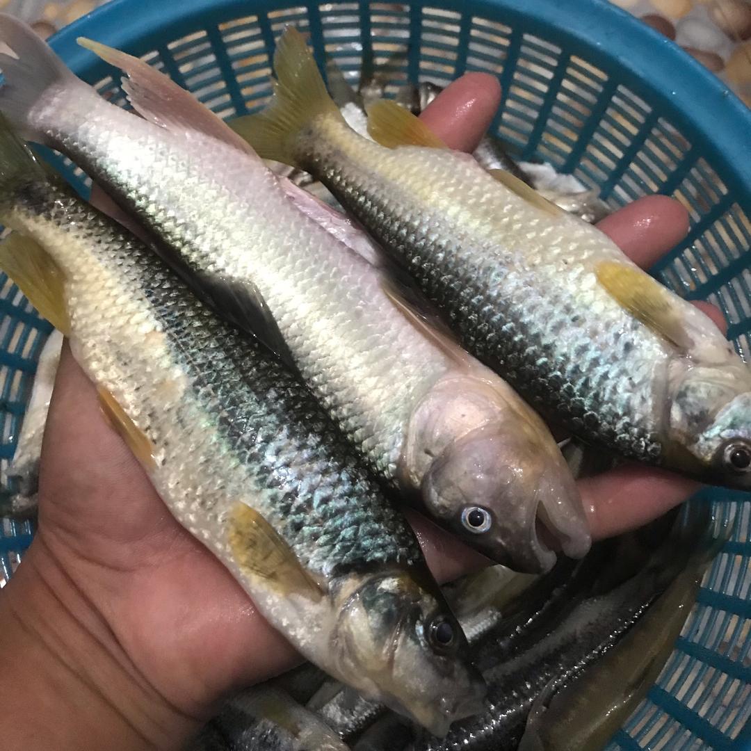HS强🎣