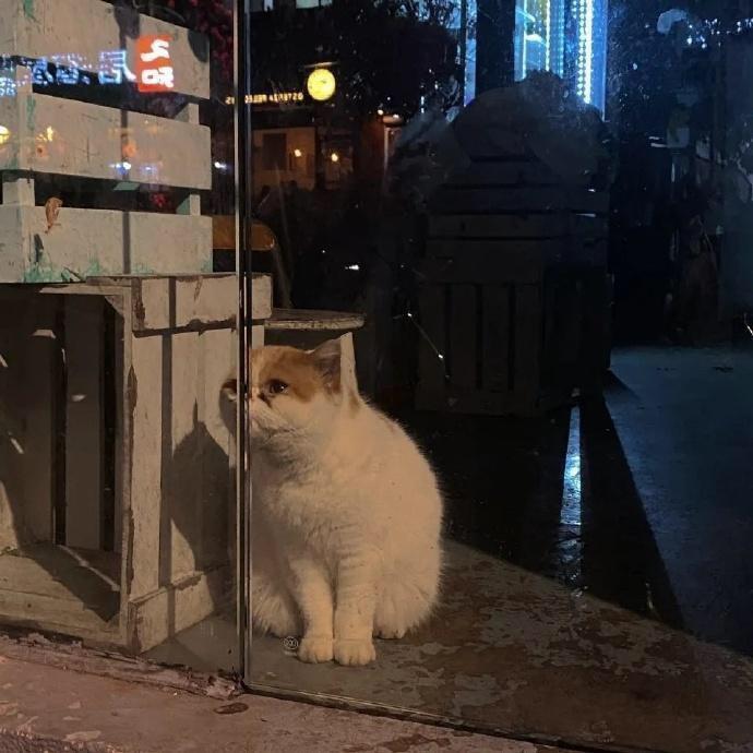 浅夏蚕