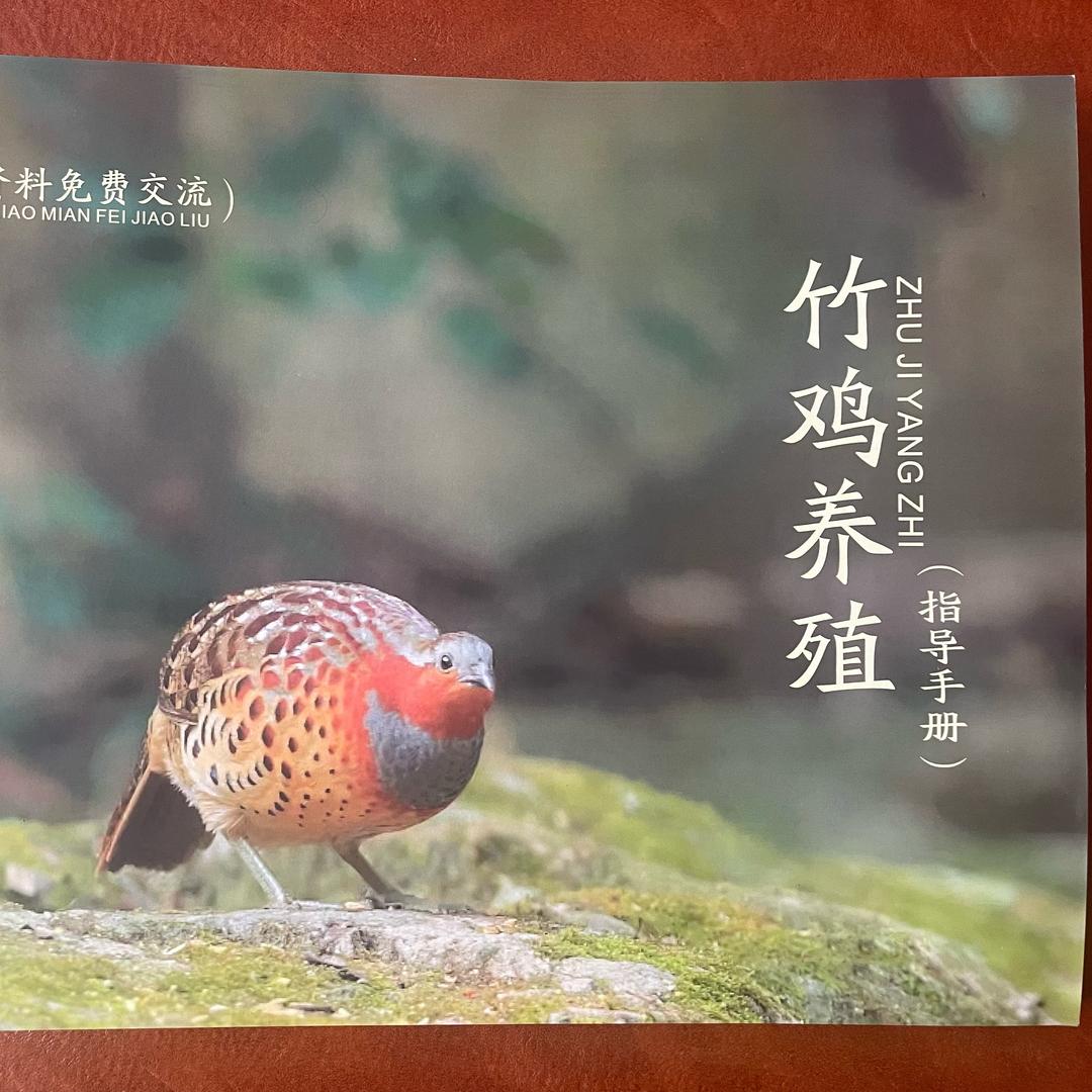 竹鸡种苗——繁育基地