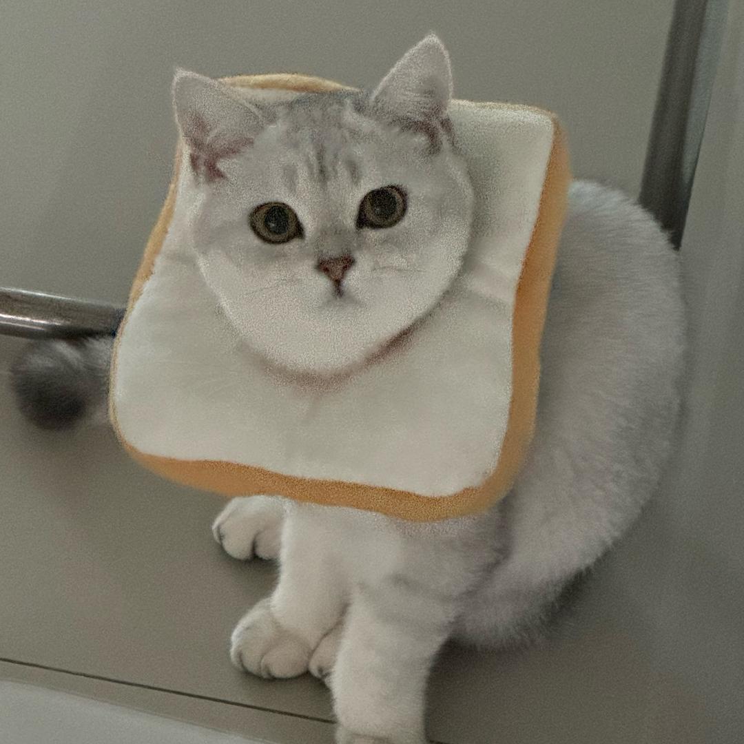 咖啡豆拉屎特臭