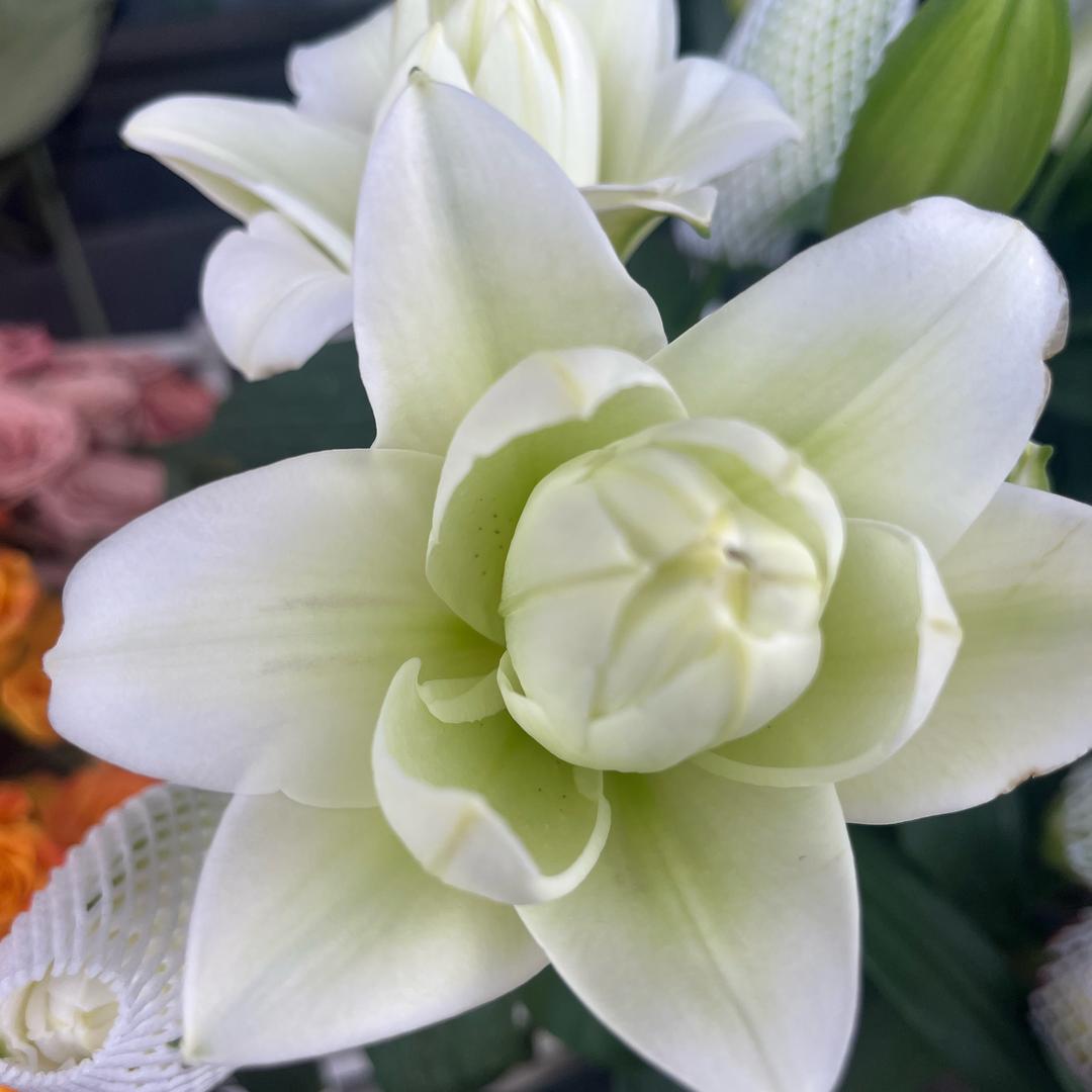 吴的花