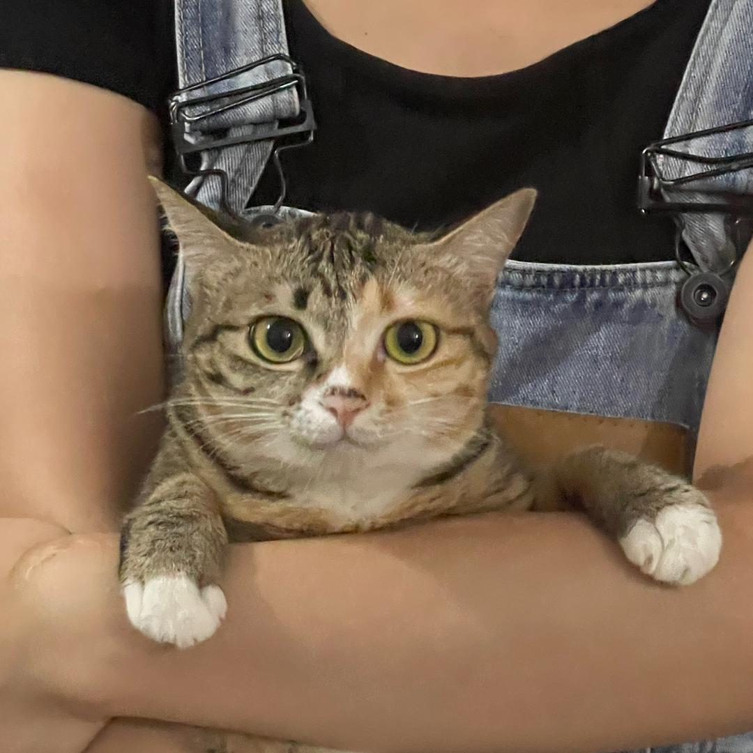 我家有四只猫猫咪