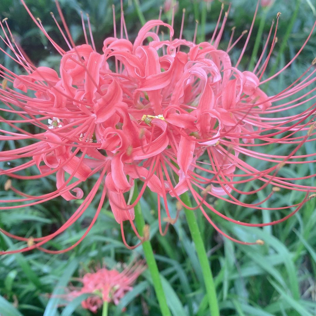 黄🌹玫🌹瑰🍎