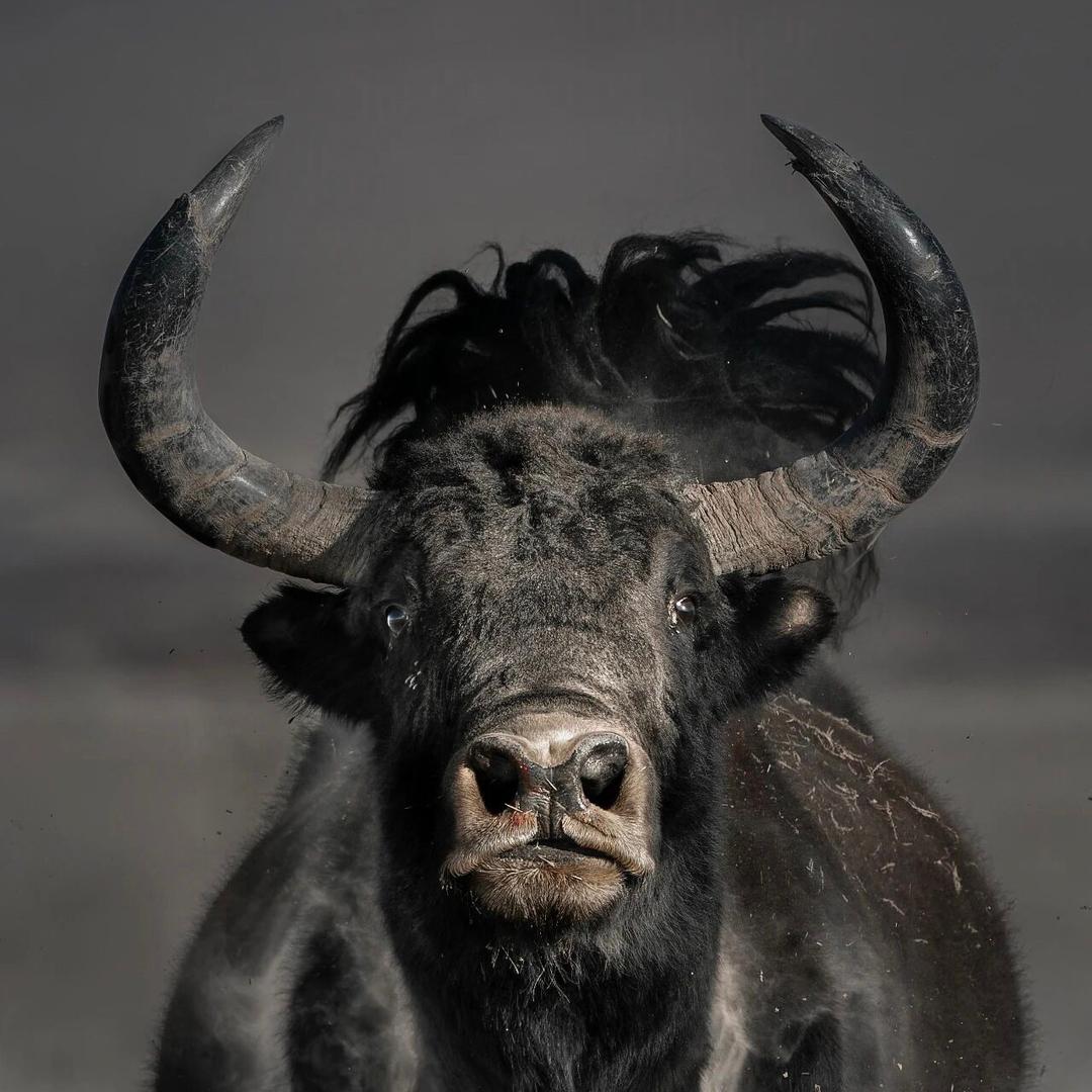 Yak