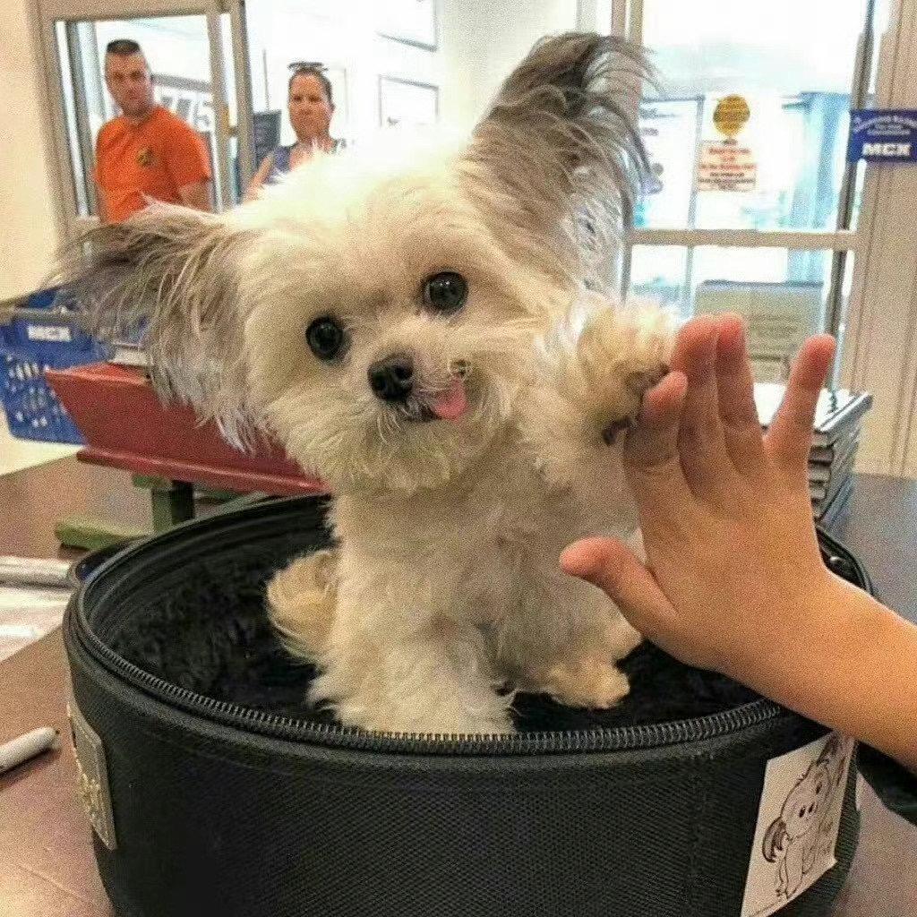小圆儿-