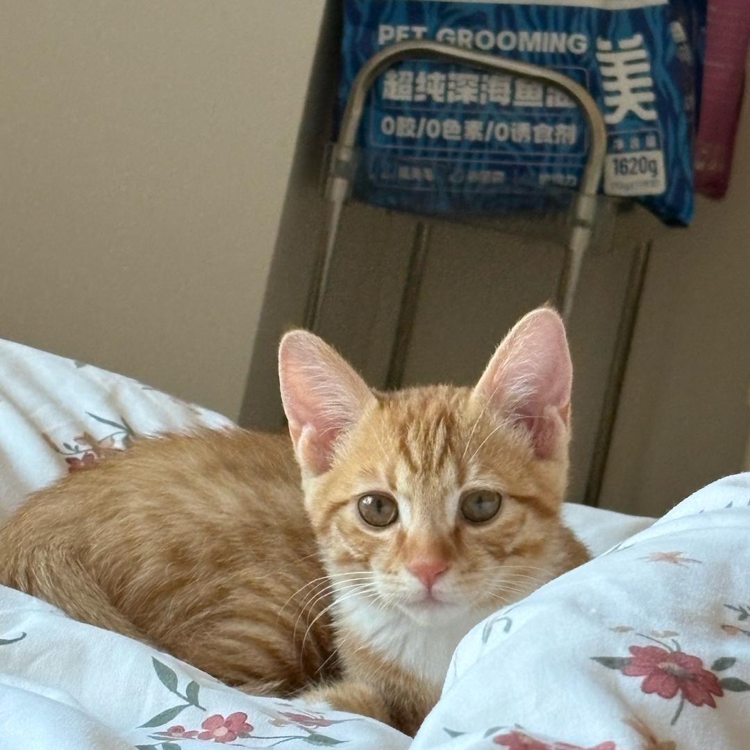 爱猪猪