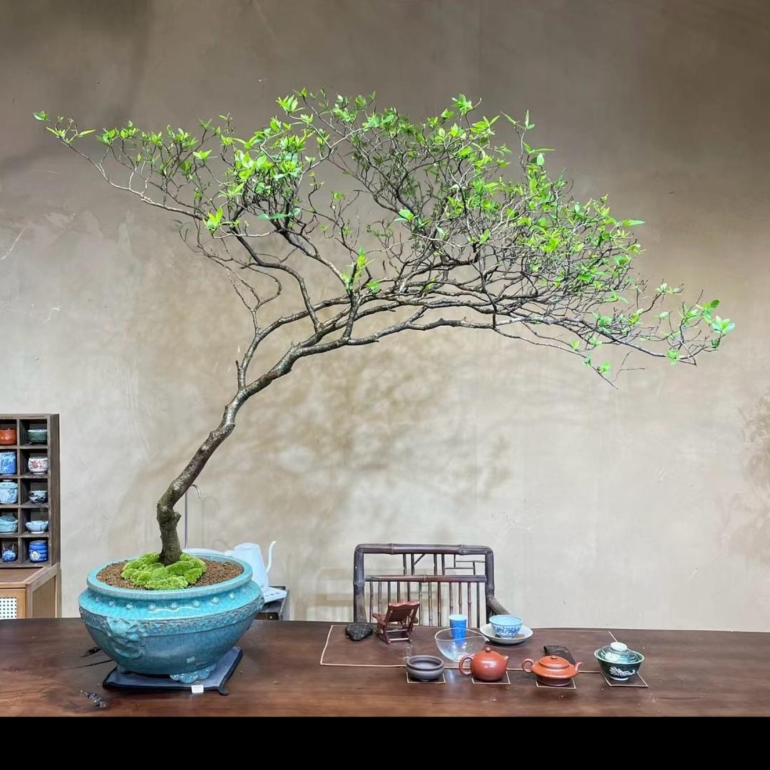 腾丰园艺（海岛栀子花春花石枫）