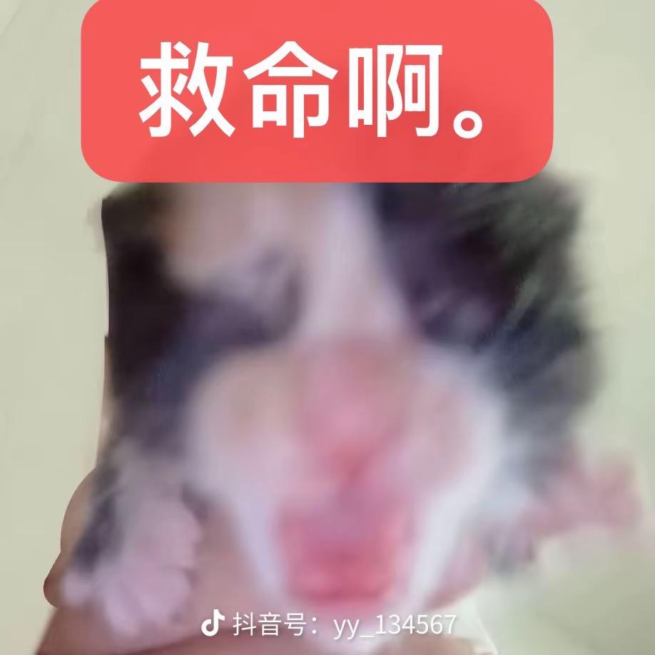 一半臭竹头像