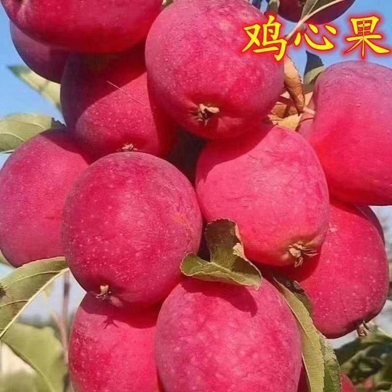 亿宁果树苗木专营店