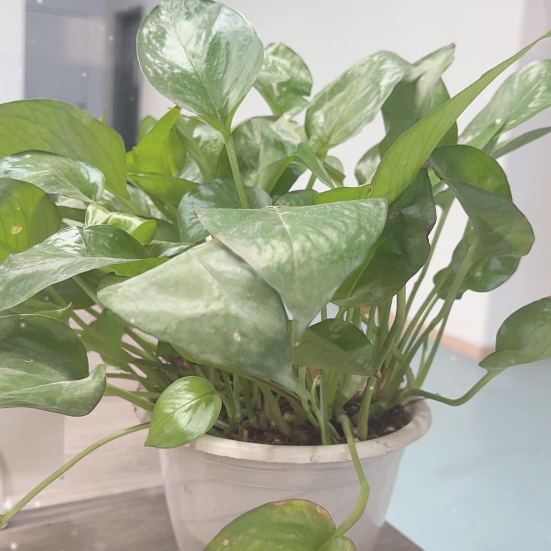 祥洋汇凌创意商品铺子