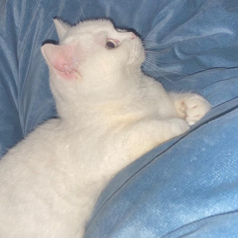 啾啾