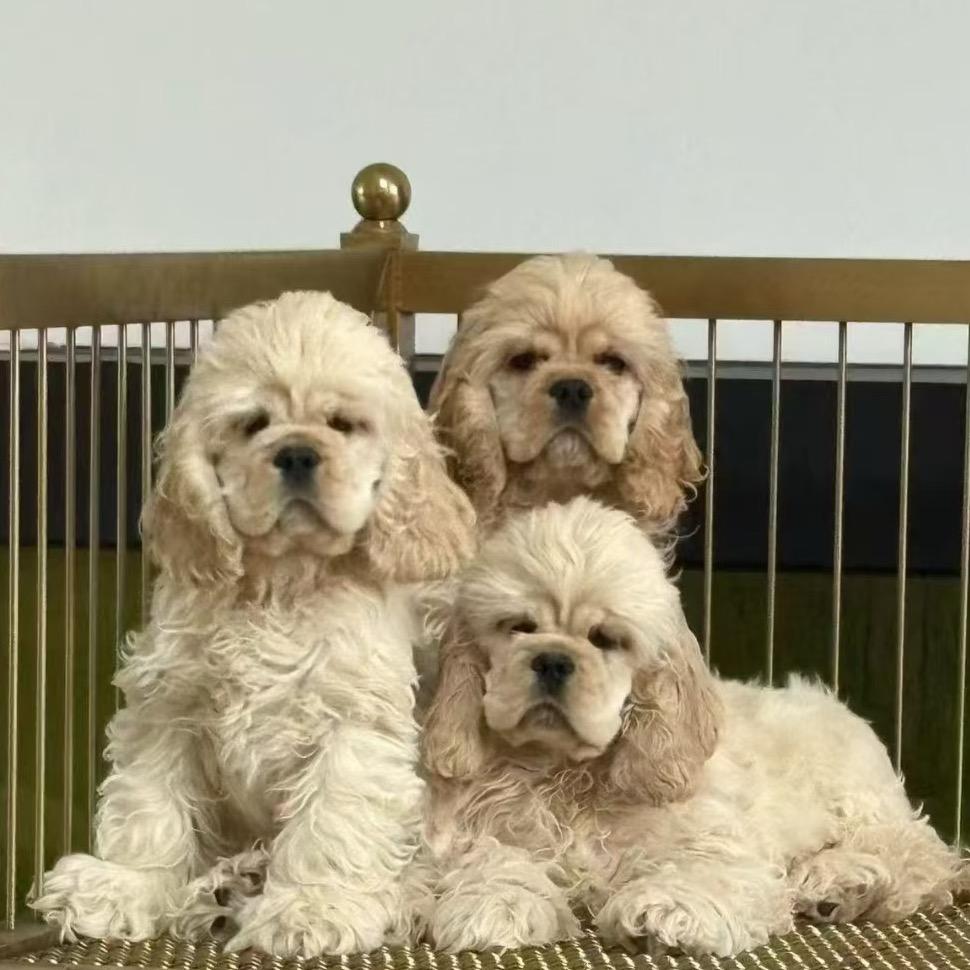 远航的美卡小狗🐶