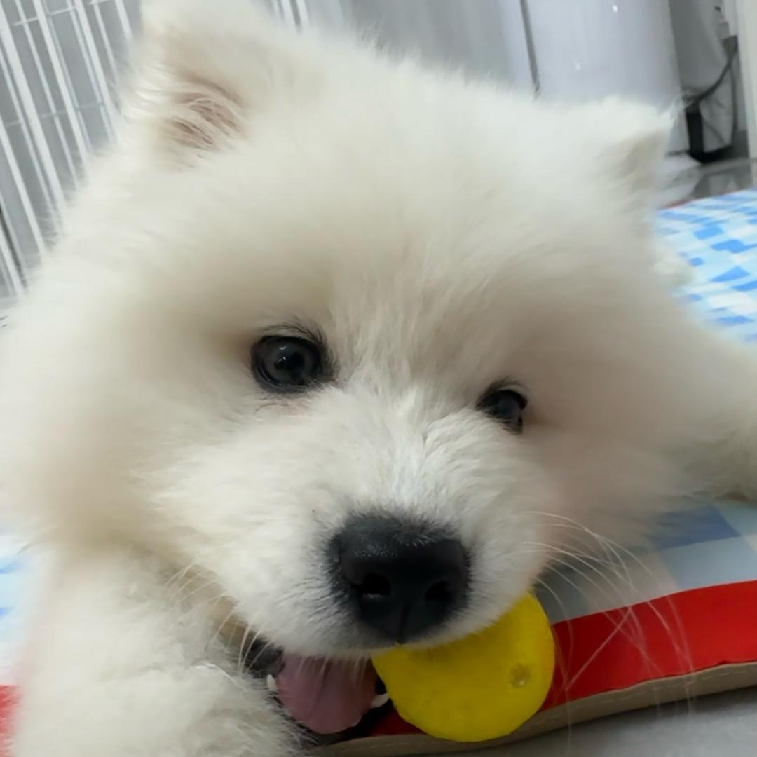 李富贵是萨摩耶