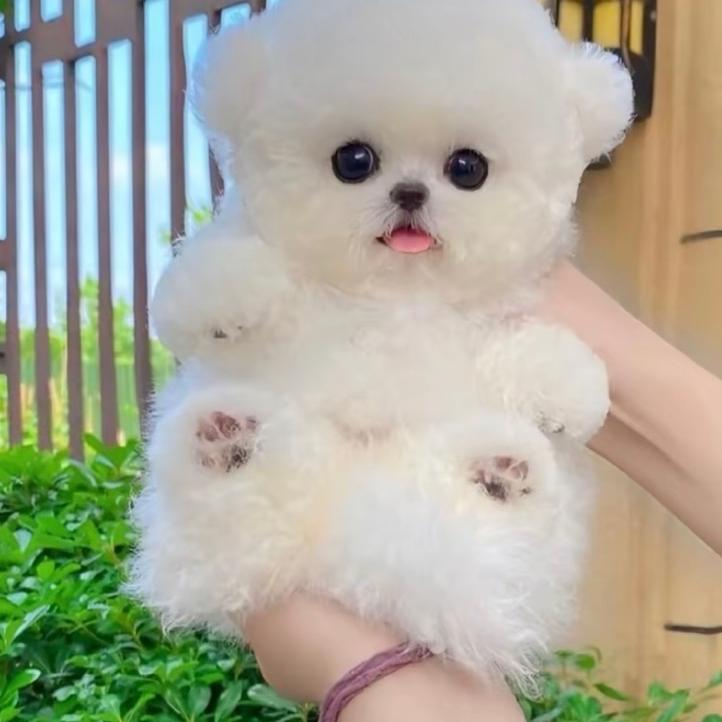 钞票好多张（直播号）