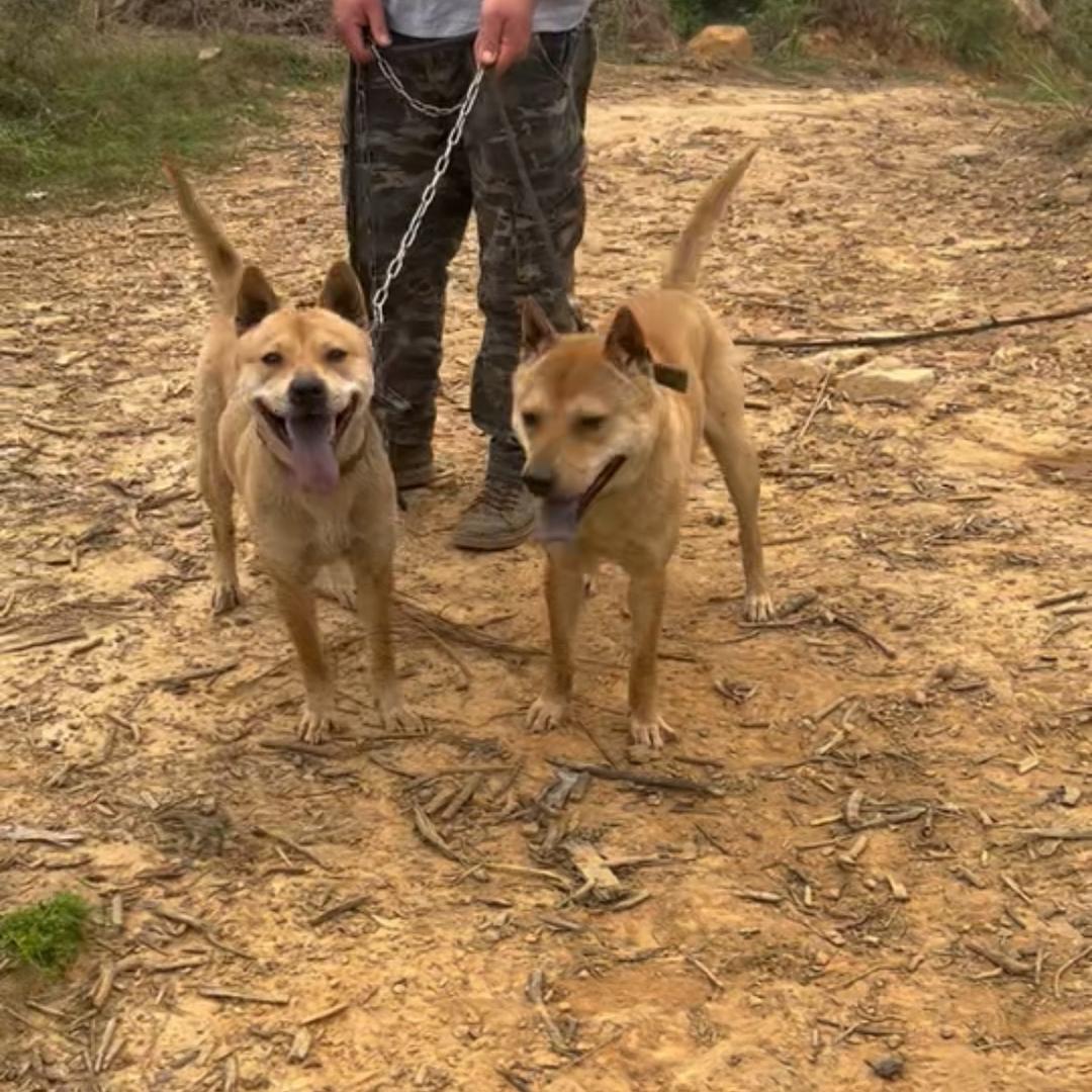 猎犬爱好者