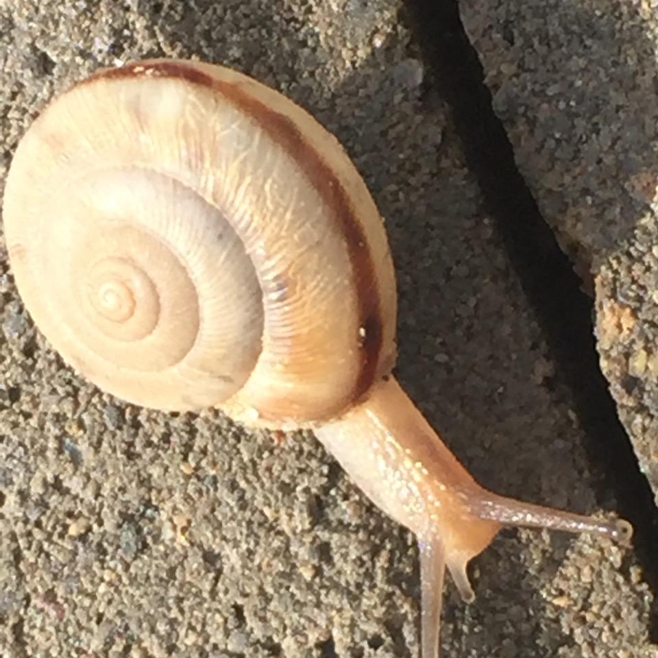 笨笨蜗牛🐌