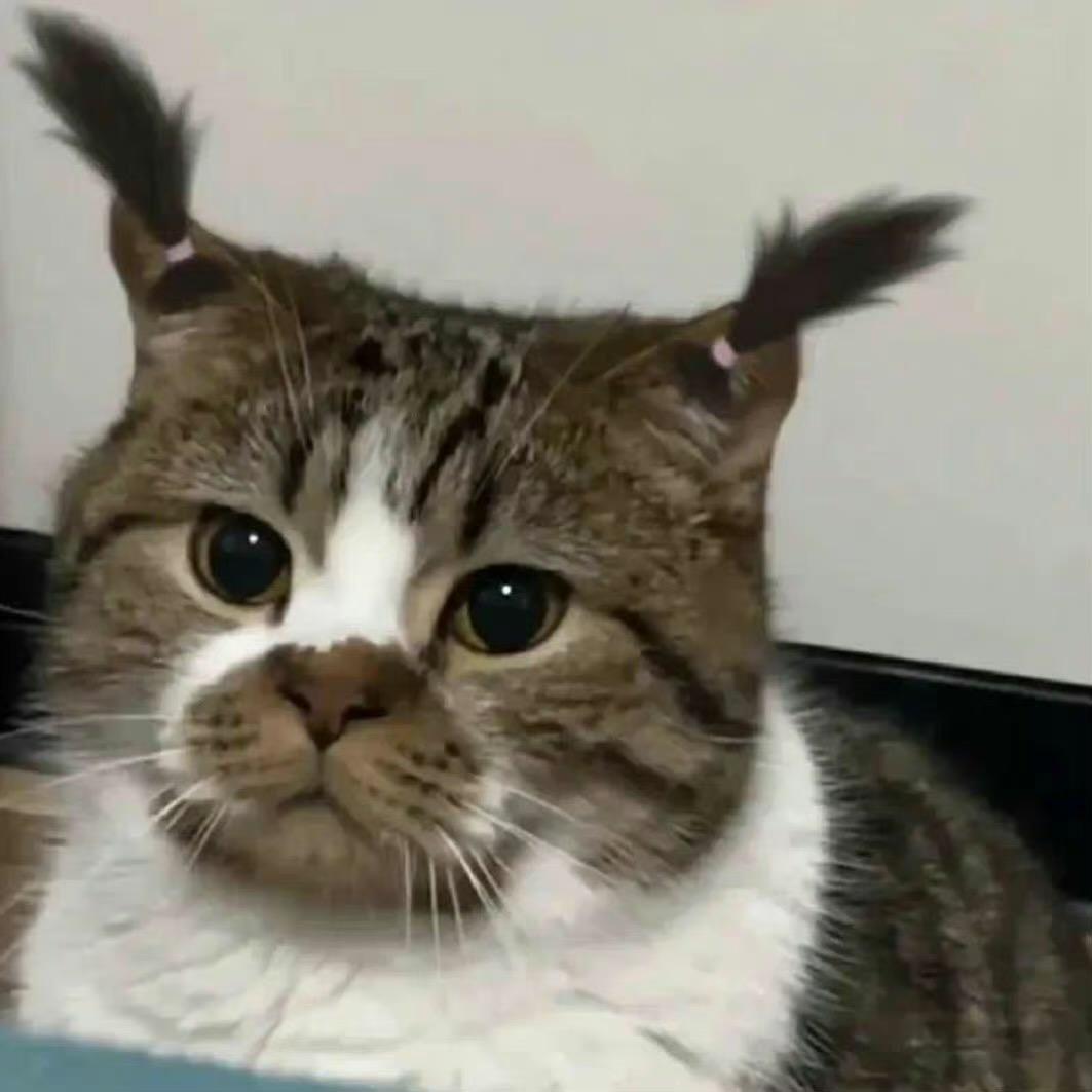 猫猫狗狗