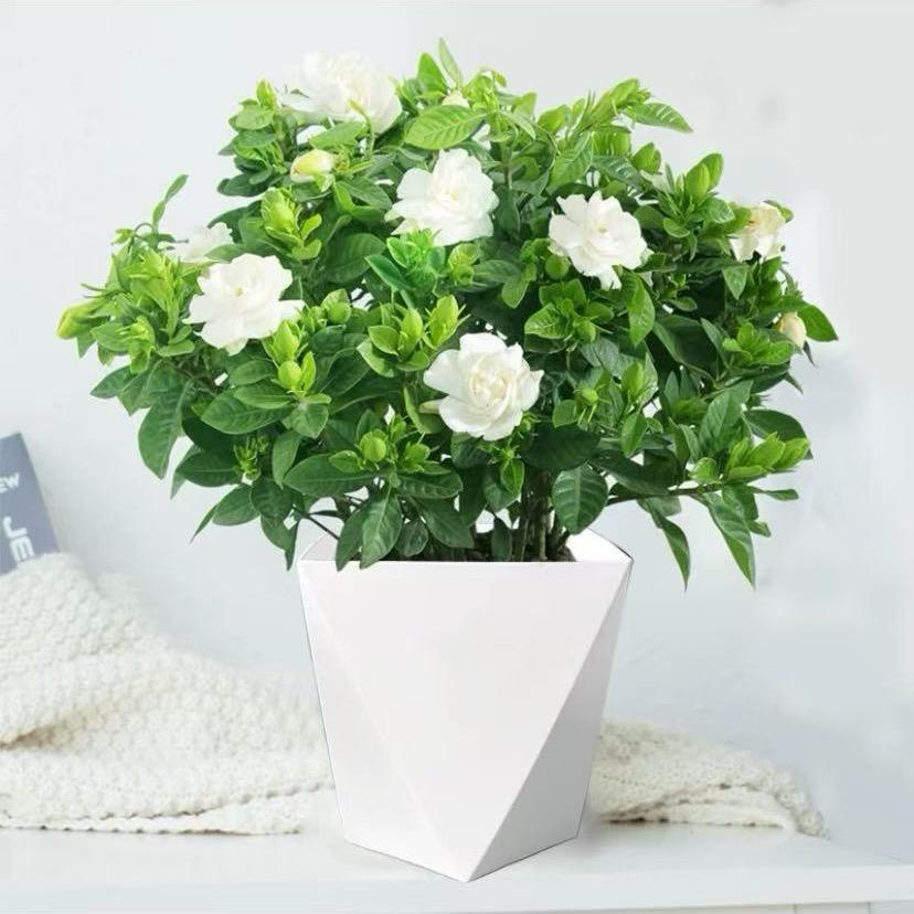张海源花卉优品小铺