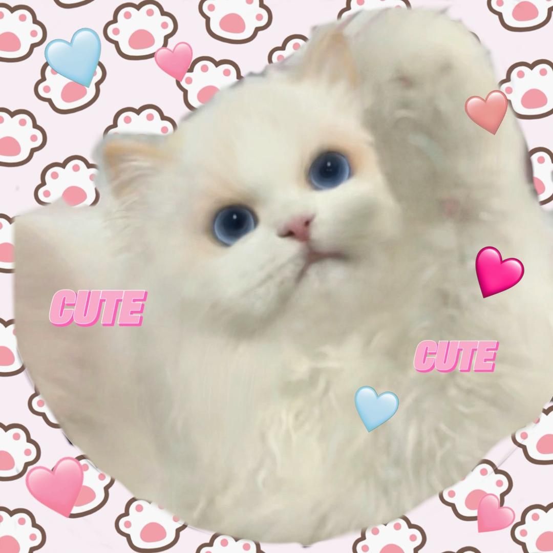 娃娃脸稀有色布偶猫舍