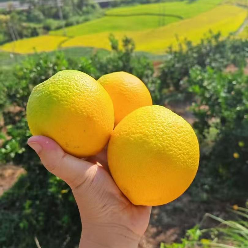 （明日达）赣南脐橙鲜生