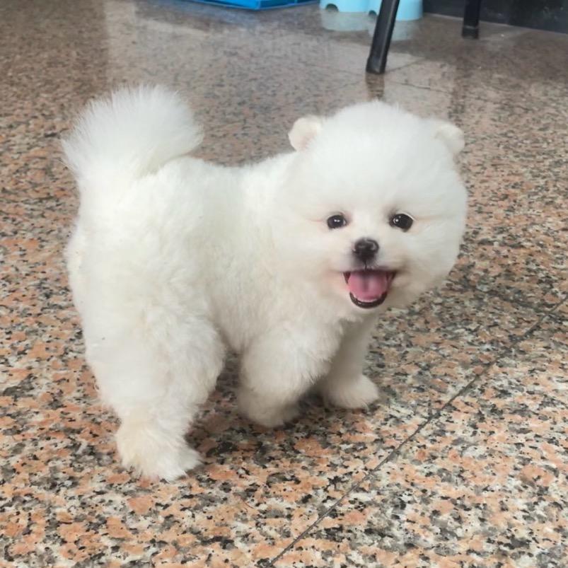 西米柚子