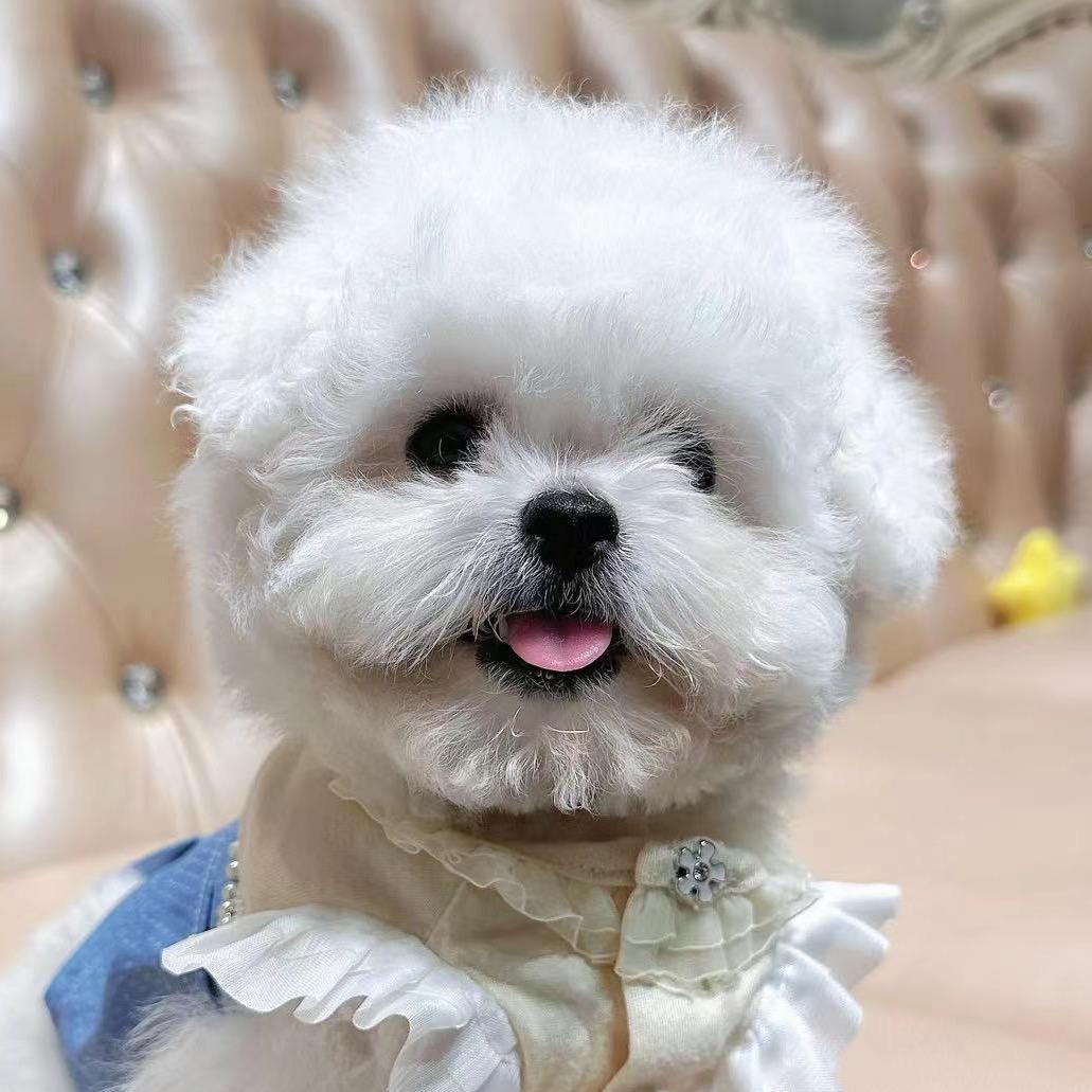 宠食天下