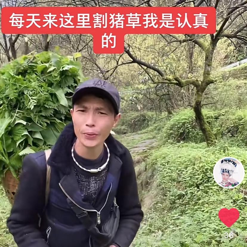 割猪草大叔