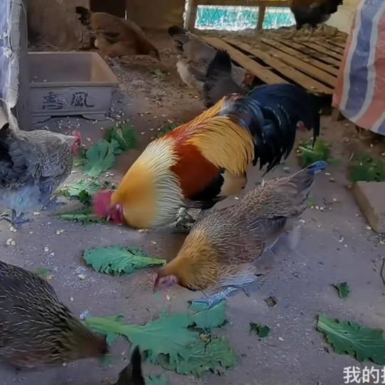 庄稼汉
