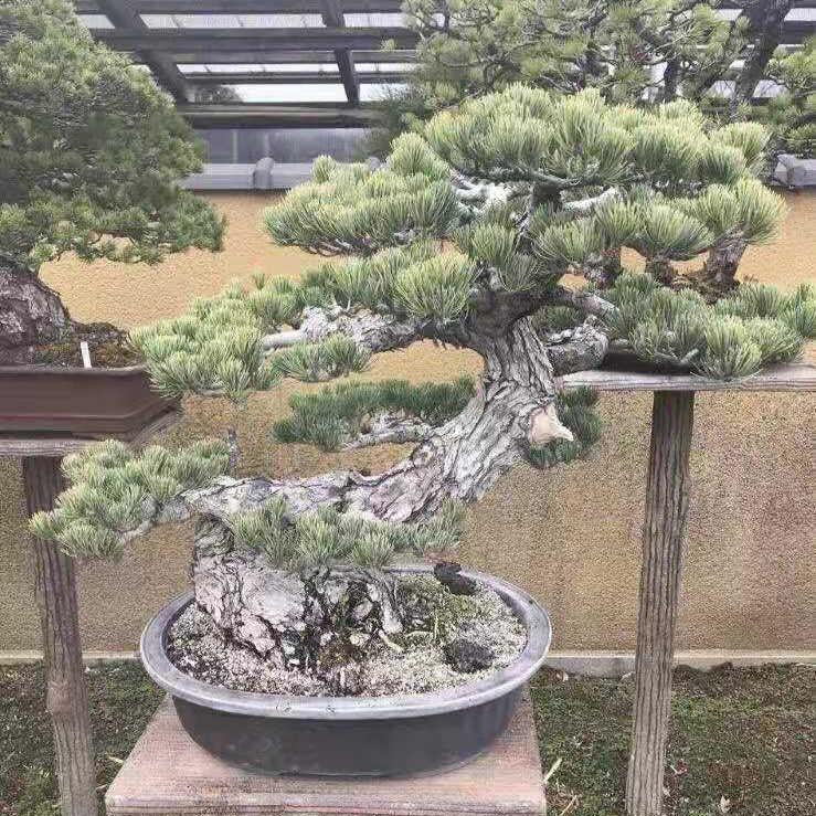 鸿瑞园艺盆景VS盆栽