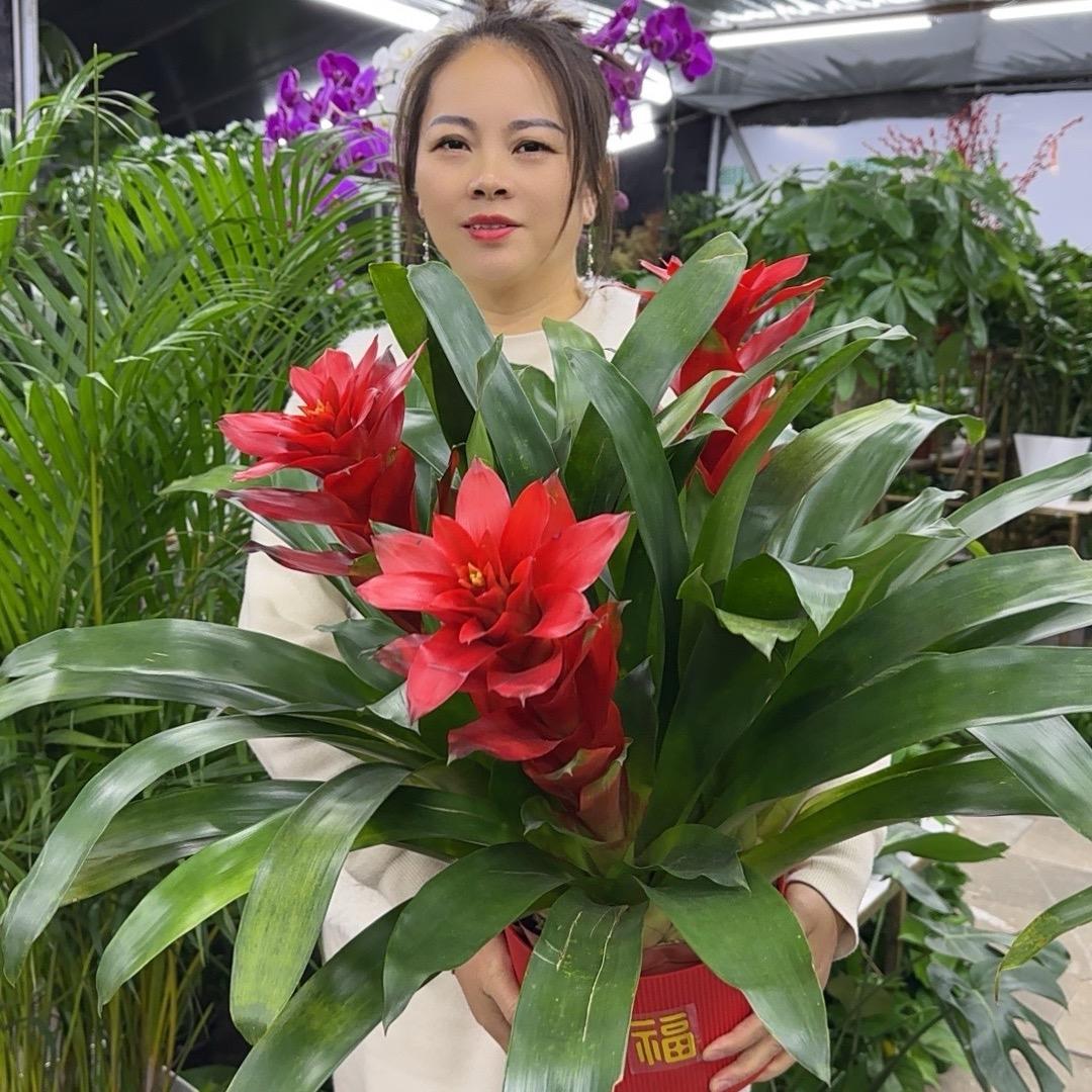 JTYXHF金太阳花卉