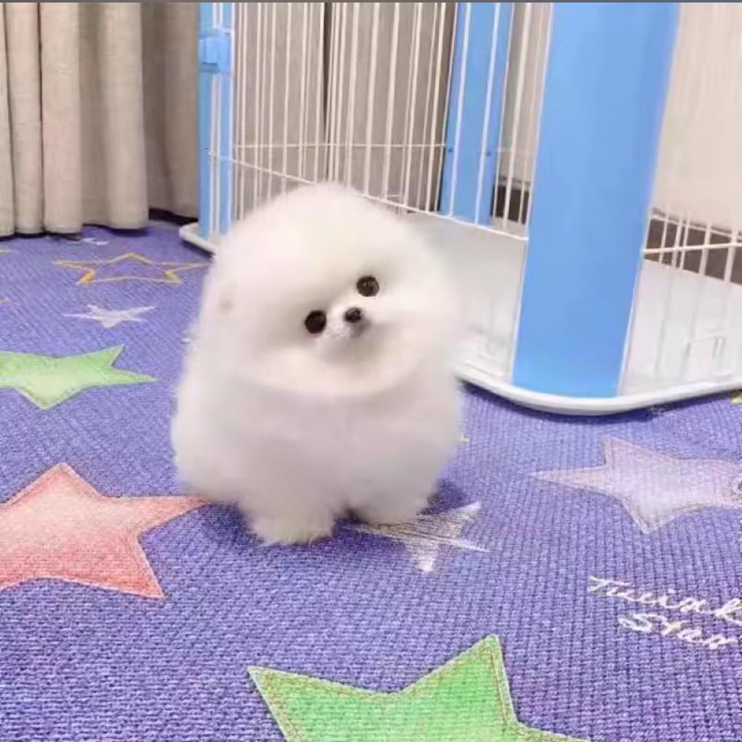 🐶魔宠🐶博美犬舍