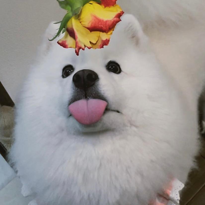 迪丽热九