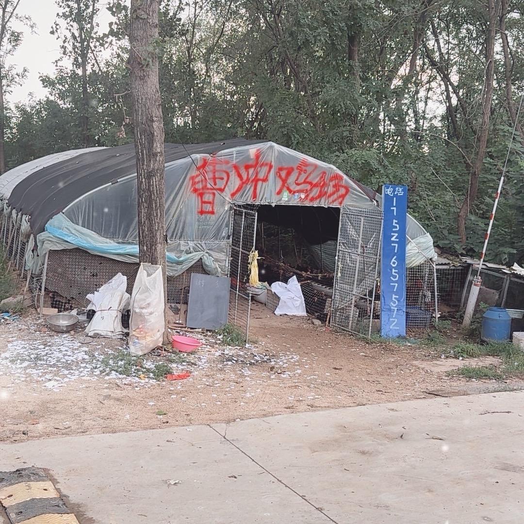 曹冲鸡场