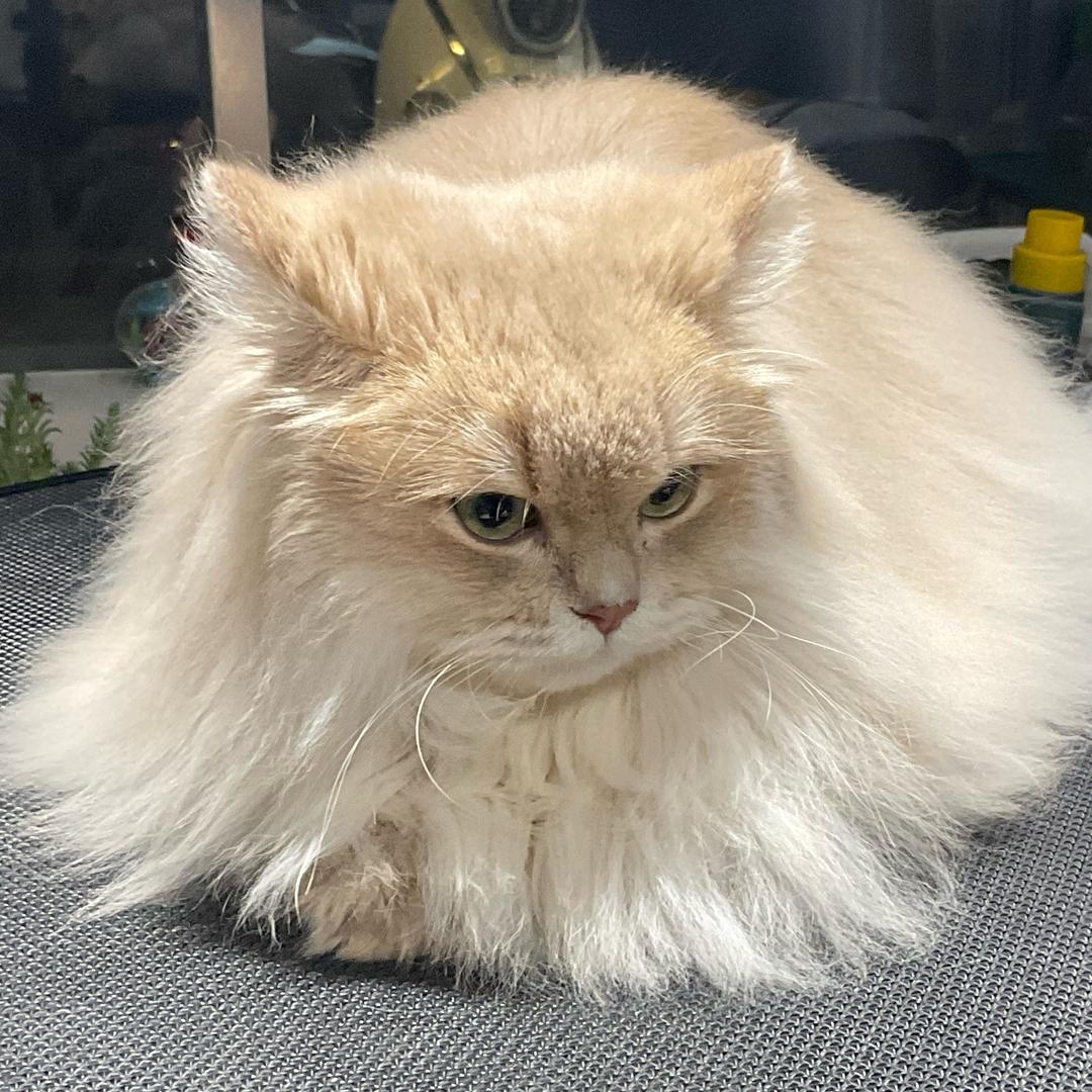 开启明星宠物猫