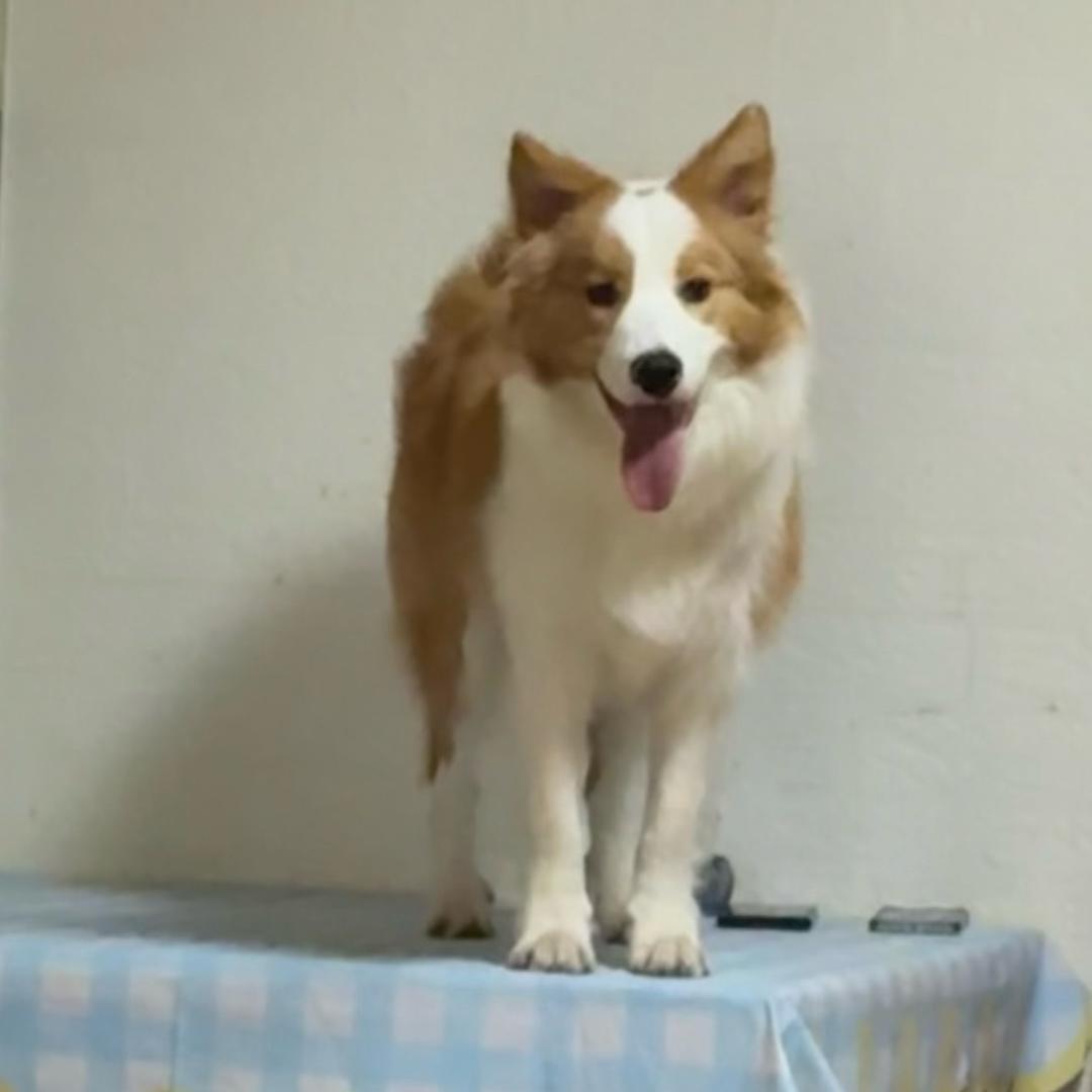 是狗不是狗