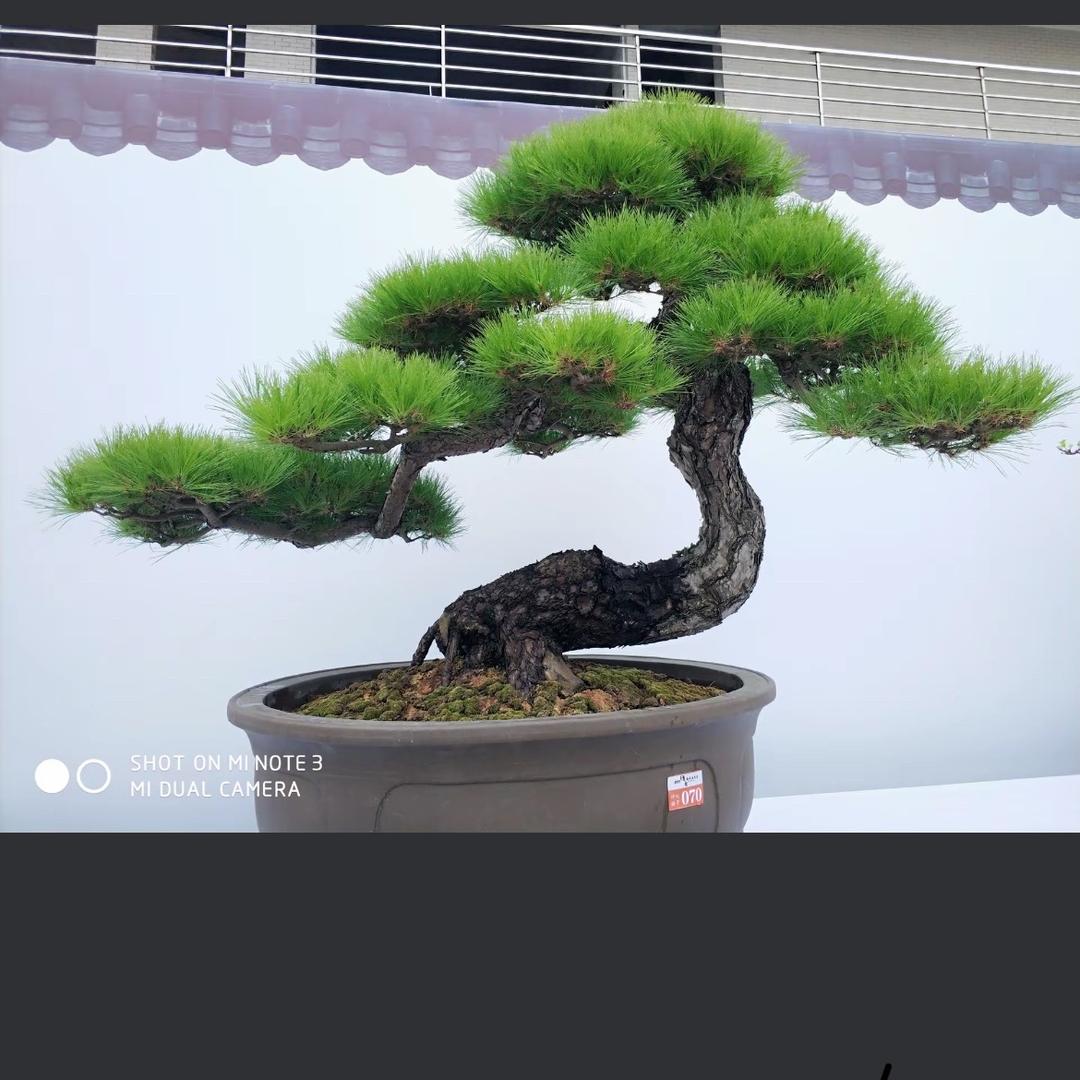 张具政