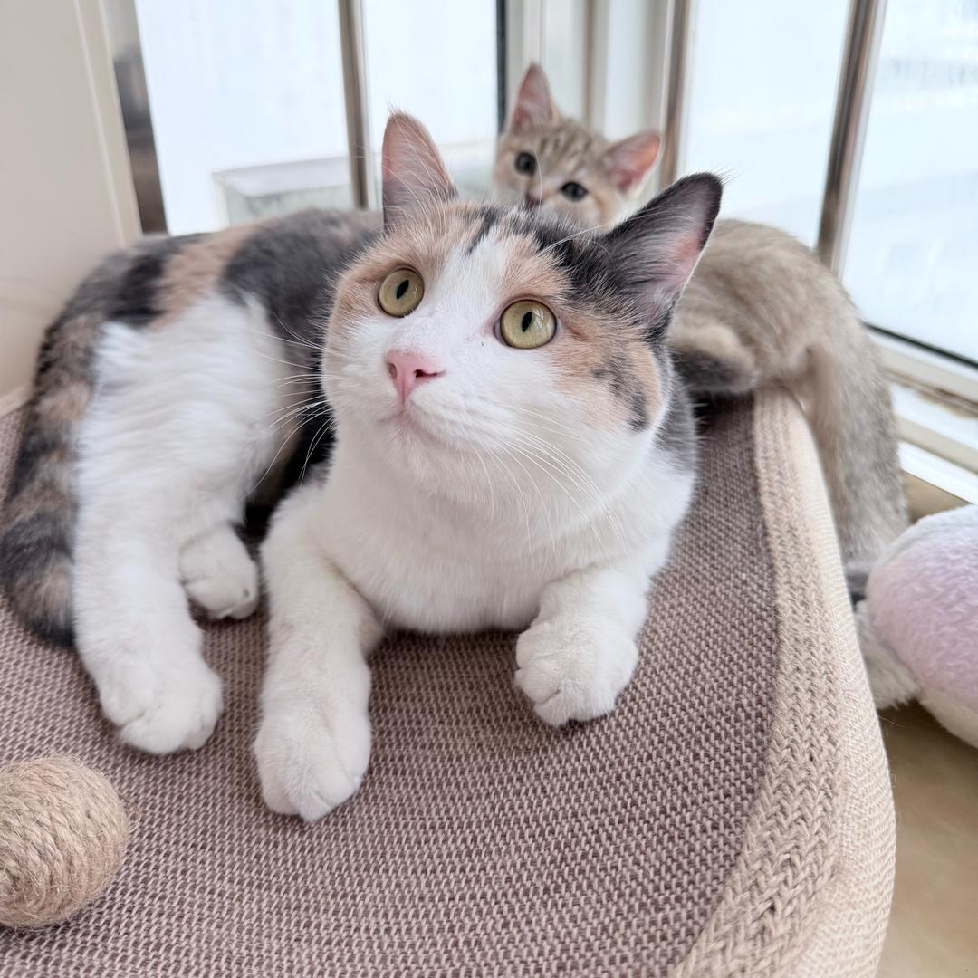 猫九