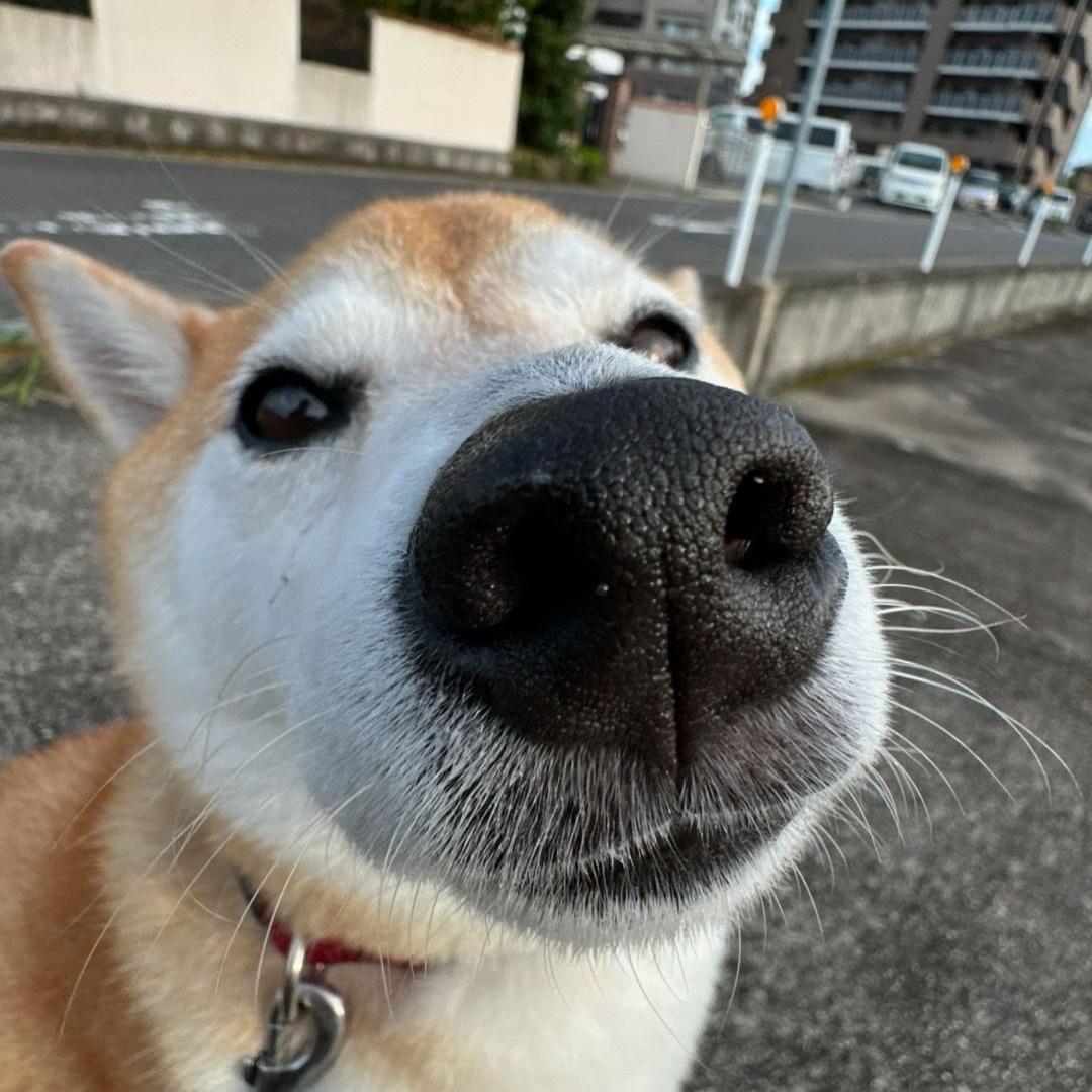 童年动画片(持续更新中)