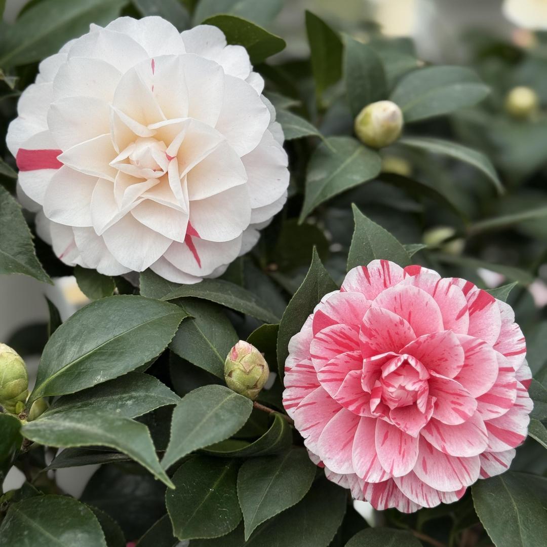 茶絮花舍