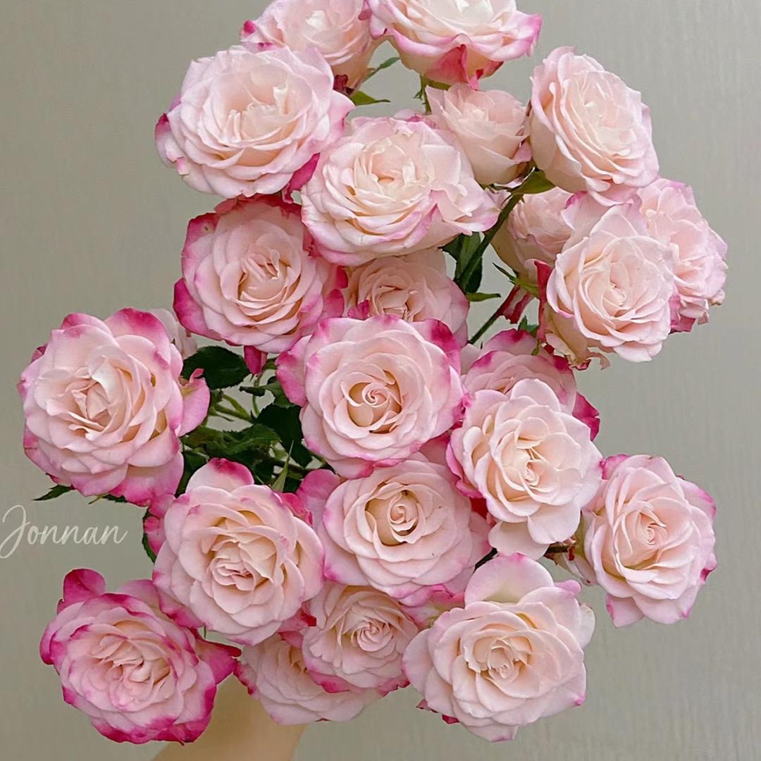 花果山鲜花