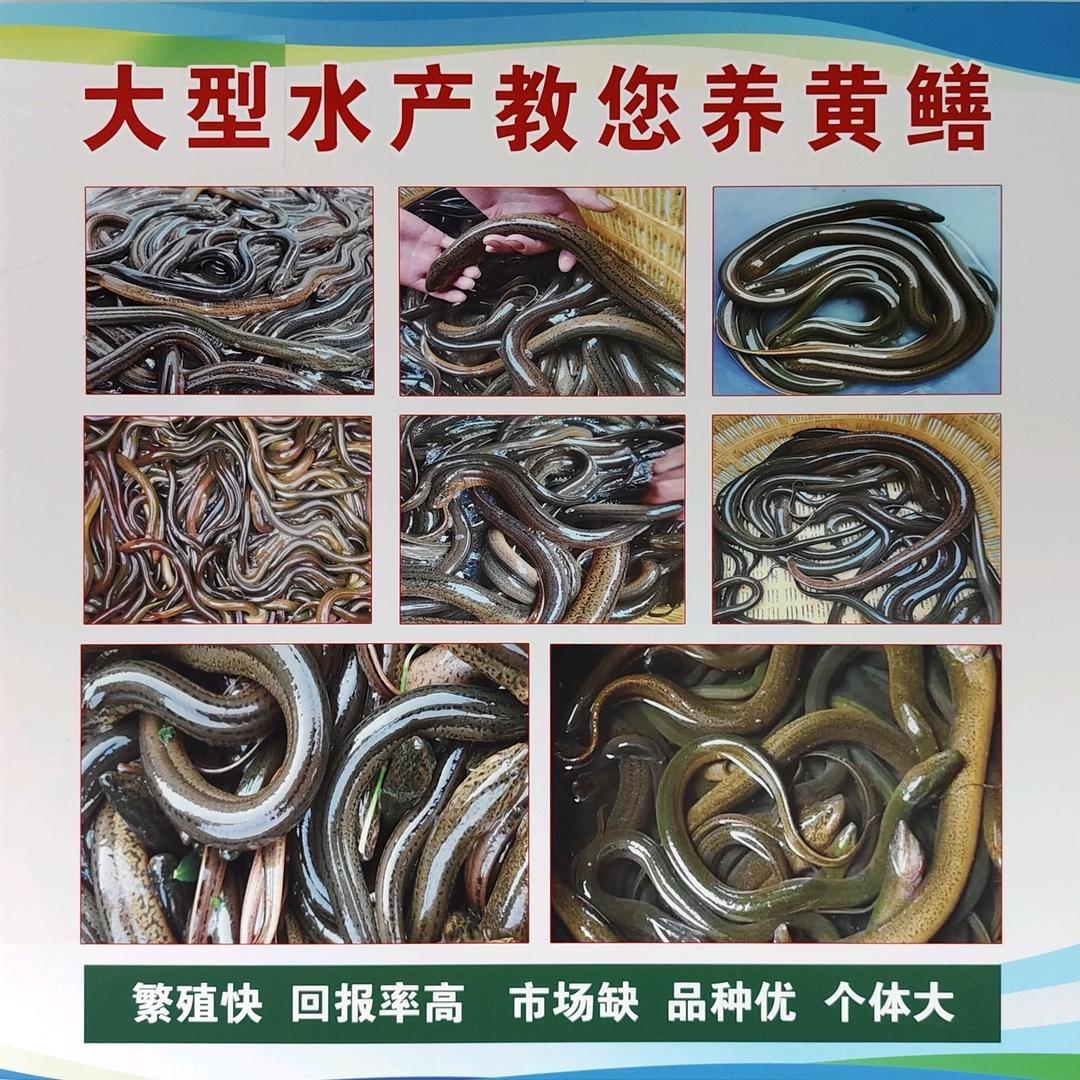 吉顺-黄鳝训口苗养殖