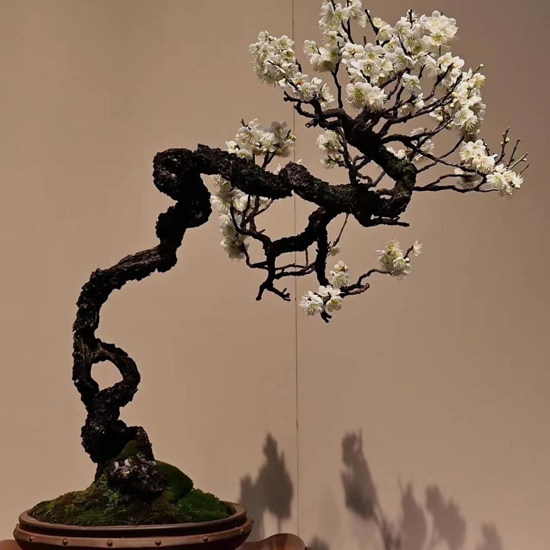 锦上花造型盆景
