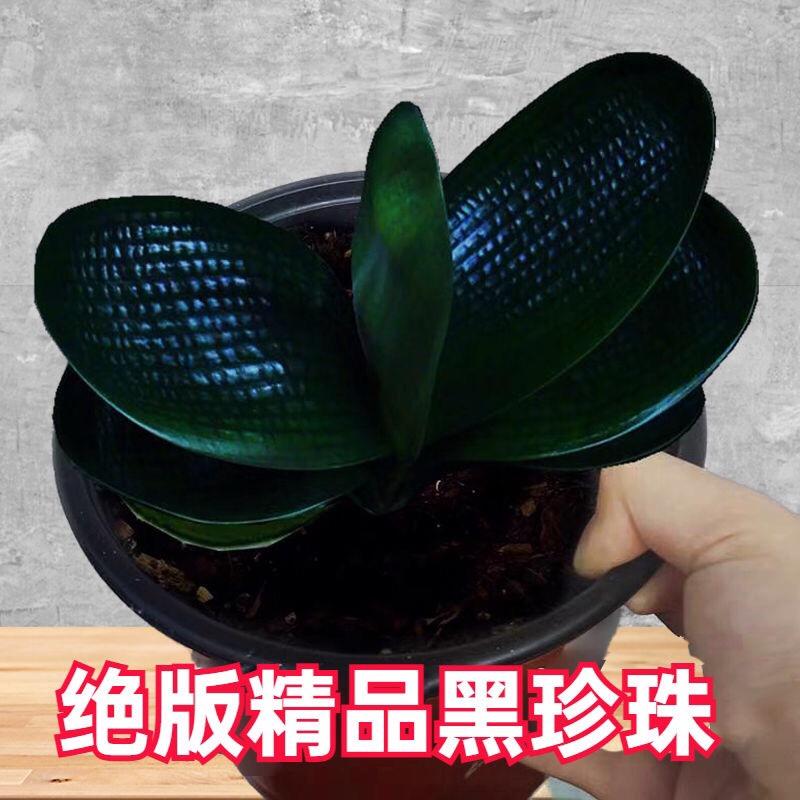 东北名贵君子兰