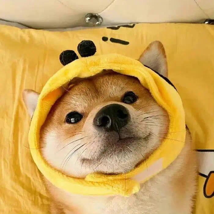 琪了怪了