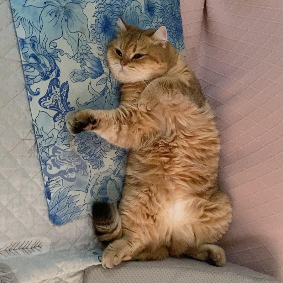 谭子