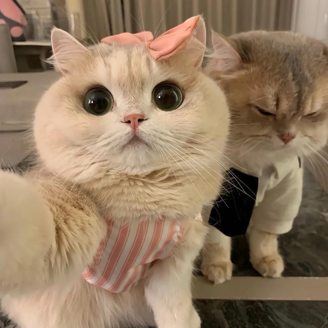 稀有色～猫舍
