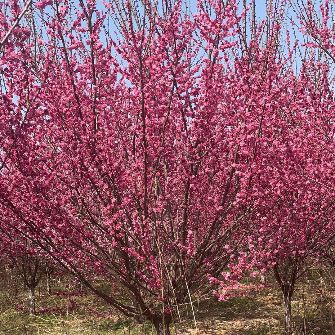 朴树：红梅：南阳专供