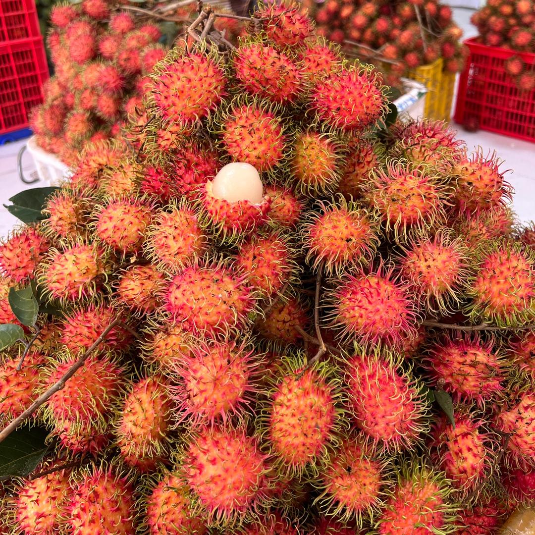 琼人果杰(红毛丹季)